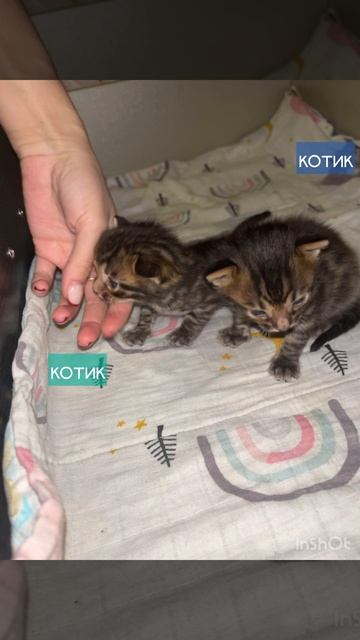 Котятки