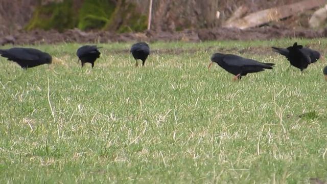 Alpine and Red-billed Choughs, Campan, Hautes-Pyrénées, France, 3/2/18