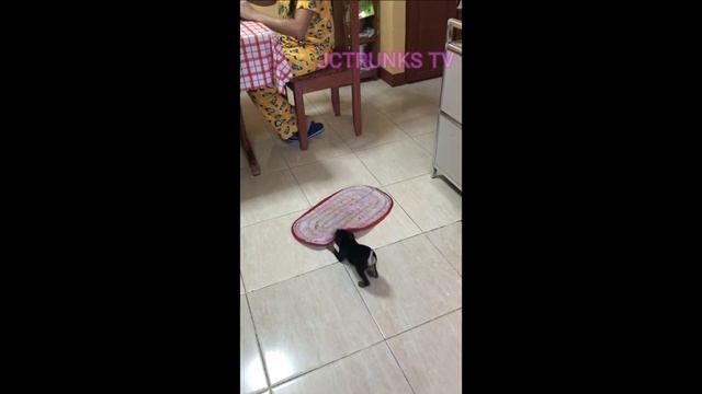 Ang asong galit n galit!!!!(watch til' d end)