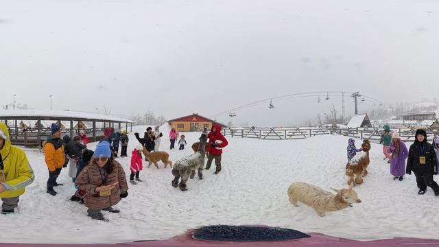 Роза Хутор Парк альпак-2 360° 4К