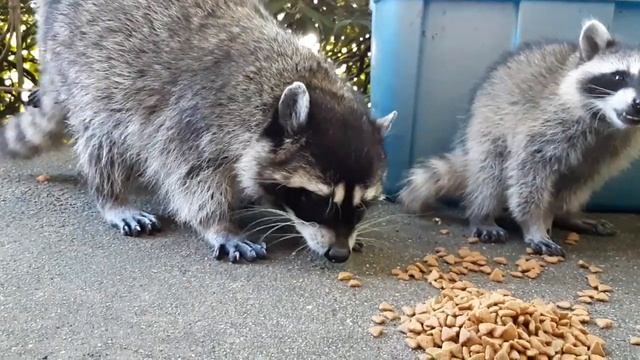 Могу жевать, могу не жевать.