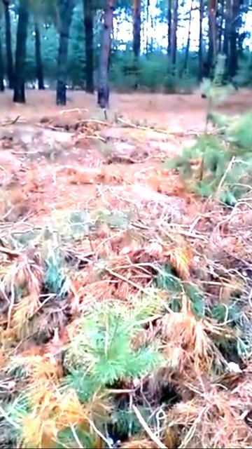 蘑菇森林 Грибной лес 15 марта 21г-Mushroom forest March 15, 2021