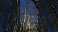 Гармония полушарий: развиваем творческое мышление