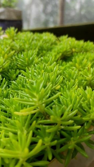 Golden Sedum Plant|Best hanging plant #shorts