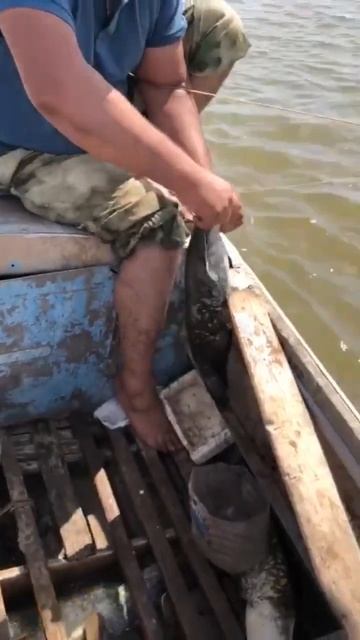 Ловля сома на лягушку.