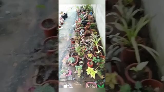 Garden tour 😂😂 don't forget to subscribe and like
