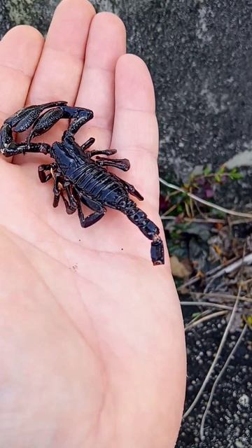 Big Black Scorpion Голям черен скорпион