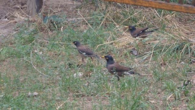 Скворцы Майна HD 4К The myna | 34