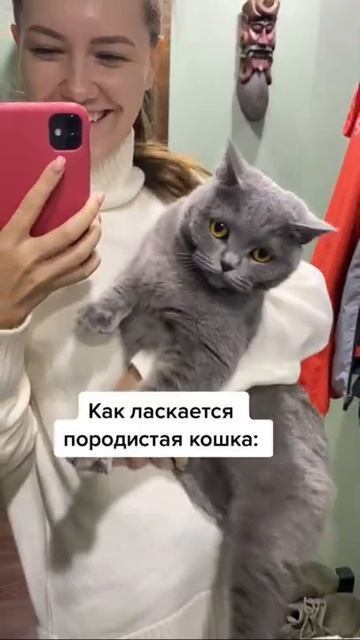 Отличия кошек и собак😂 кошка Моня 🐾#смешныеживотные #приколы