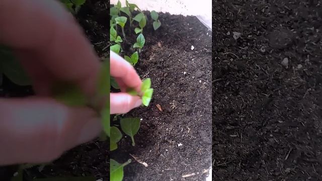 🌸Черенкование петуний- увлекательный процесс 🌸А Вы черенкуете? Получается? #петунии #черенкование