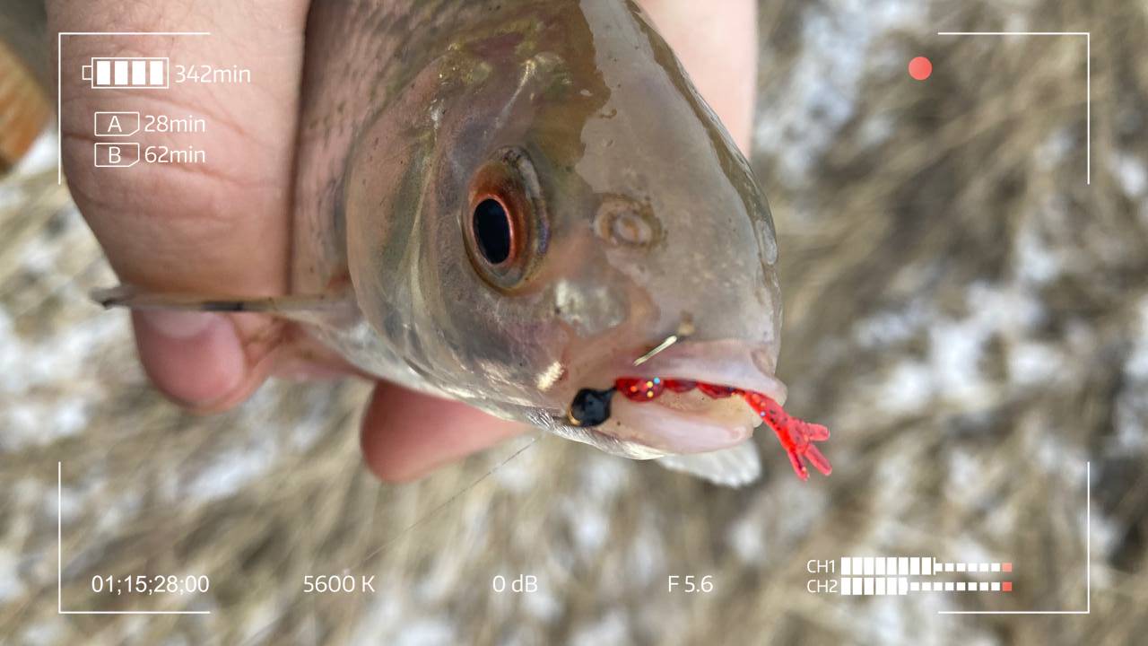 Пока все спят, я ловлю в мороз! Мормышинг круглый год