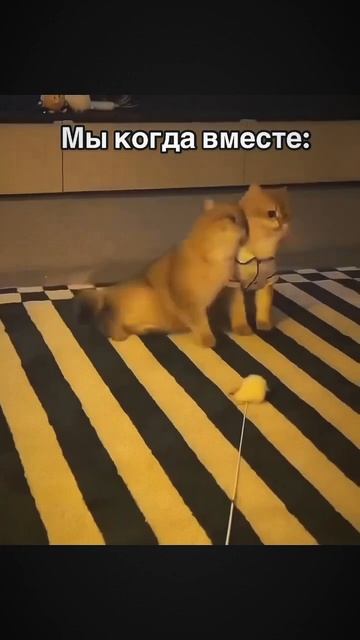 Когда мы вместе