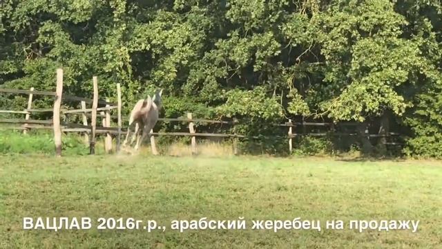 Продажа лошадей конефермы Эквилайн, тел., WhatsApp +79883400208 (ВАЦЛАВ 2016г.р.)