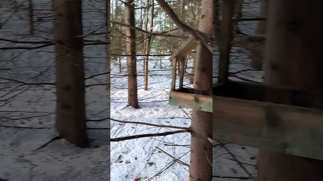 Белки в ельнике сидят по кормушкам