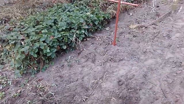 Осенняя посадка саженцев винограда без заглубления.