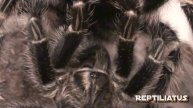 Grammostola pulchripes breeding attempt #1