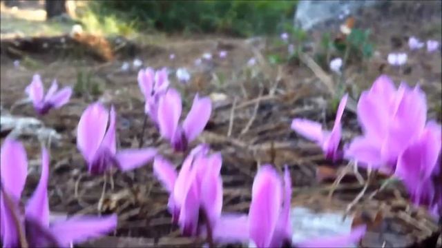 Cyclamen , siklamen , Zyklamen ,