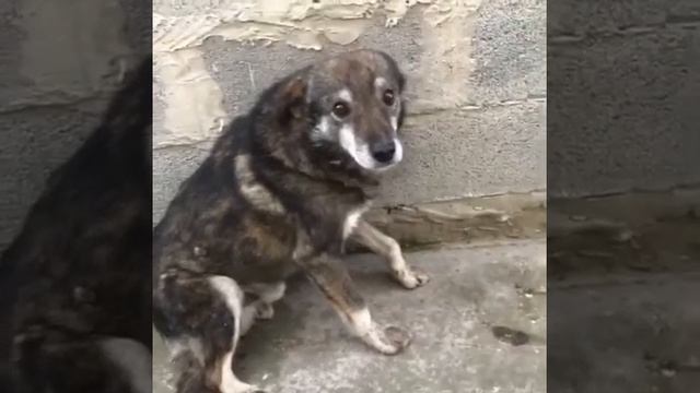 Прикол на песню "чика"