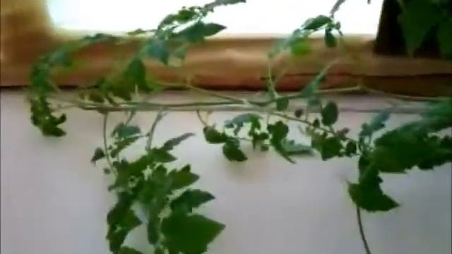 Мой фильм