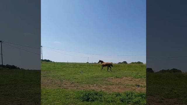 Пополнение в приюте | Астро