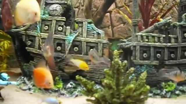 DISCUS EATING COLOUR FOOD !!! (TETRA)