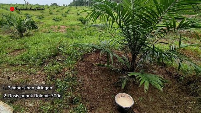 SUBUR!! CARA MEMUPUK SAWIT TBM 1 DENGAN DOLOMIT || Sriwijaya 5 usia 7 bulan tanam