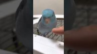 Horny bird vomits