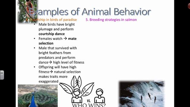 Ethology (Part Two) (IB Biology)