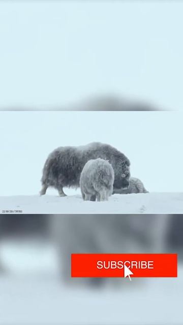 10 Most Powerful Animals In The World Part 5 #shorts