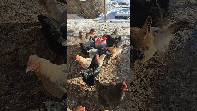 Ужин у курочек🐔 Не надо стесняться давать очистки, объедки со стола☝