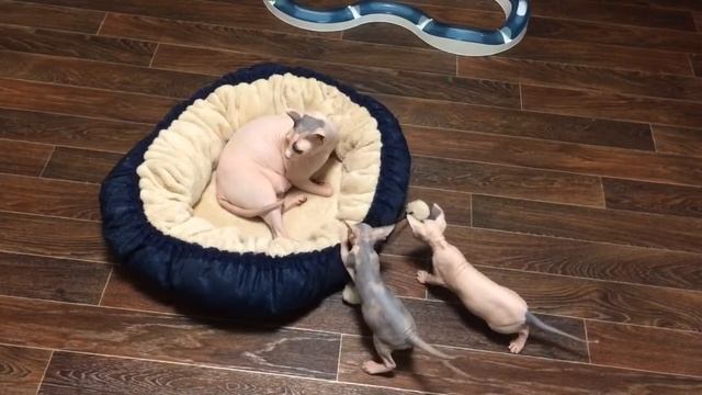 Котята 01