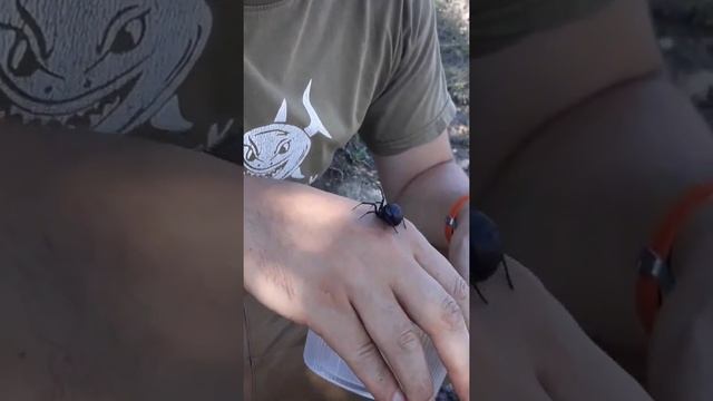 Каракурт / Latrodectus tredecimguttatus