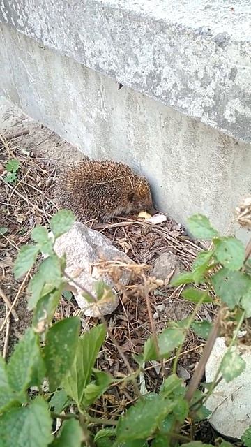 Дикий ёжик уплетает сыр :)