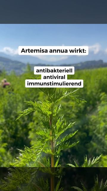 Artemisia annua - Einjähriger Beifuß | Planta Sanus