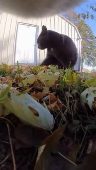 Коты на улице Видео от первого лица ❄️⛄️🐈