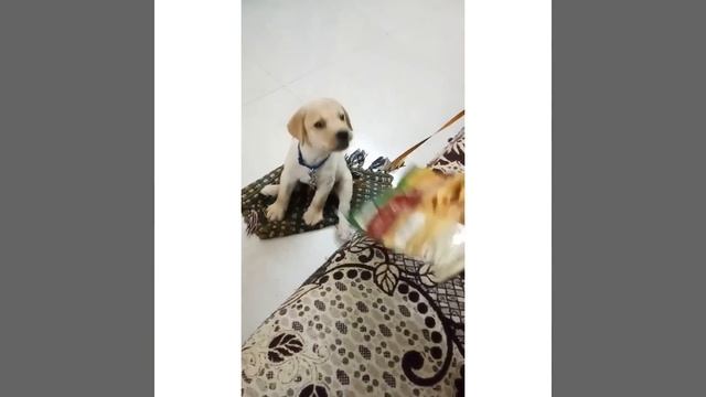 How To Test if the Puppy is Deaf or Blind | Dog Tricks | #petlovers #Support #merrypetsdogtraining