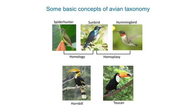 Basic Ornithology: Avian Diversity and Classification