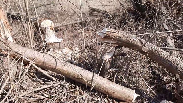 Сліди бобрів на р. Сукіль