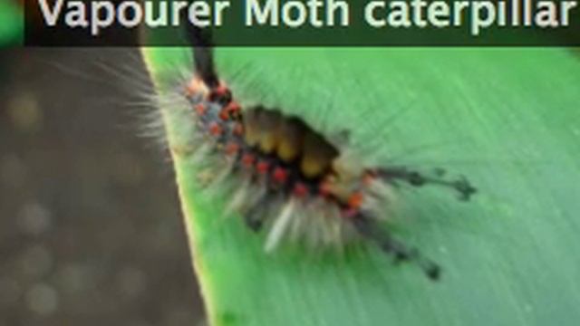 Vapourer moth caterpillar