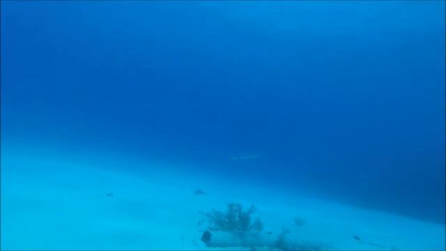 Hammerhead Shark Spotted in Grand Cayman 2014