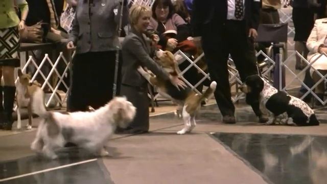 BIS BISS GCH CH Bridgehill's Mr. Mason's Misbehavin'