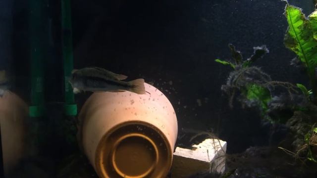 Enterochromis paropius