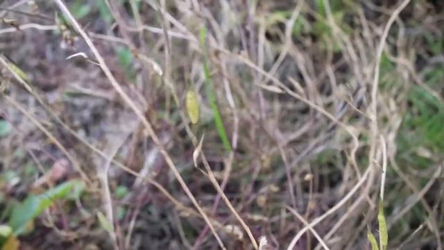Detailed January Garden Tour in my California Zone 9 Permaculture Side Garden