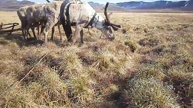 Весеннее пастьбище - сорсу, нэргээт (пушица)