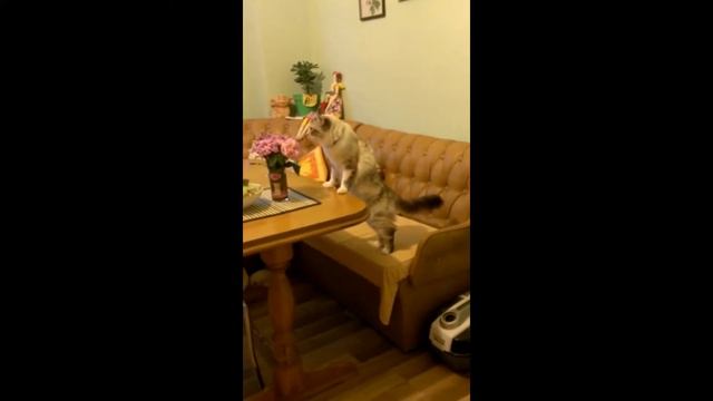 Funny kitty Pusha 5