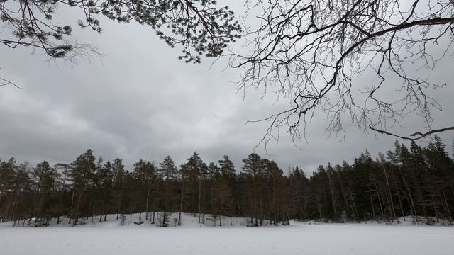 Вкрадчивый ветер у соснового леса. Зимняя природа. Релакс видео.