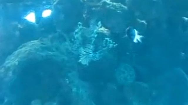 Эйлатская подводная обсерватория