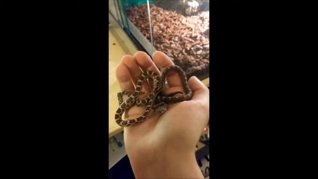 My pet snakes