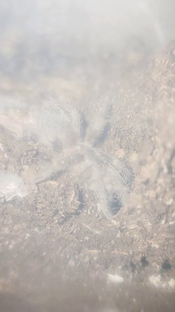 say hi buddy tarantula edition prt 37 #arachnid #tarantula #spider #animals #pets #arachnophobia