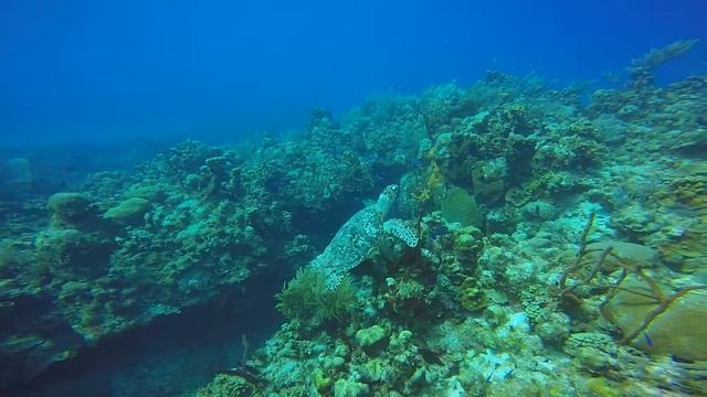 Rainbow Reef - Grand Cayman